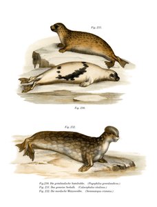 Harp Seal
